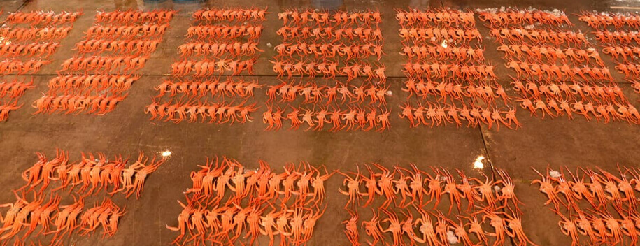 Những con cua được chuẩn bị cho phiên đấu giá.